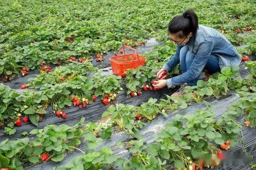 峁上人家 粽情溪谷 快來看看趙家峁2020迎端午系列文化活動都有什么