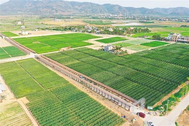 深度參與南繁產業建設，海墾南繁產業集團 打造種業新力量