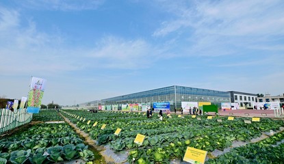 菜博會(huì)揭幕，中國(guó)南方蔬菜種業(yè)創(chuàng)新中心亮相，引領(lǐng)“菜立方”時(shí)代